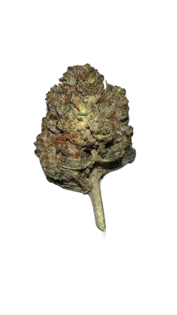 stardawg strain